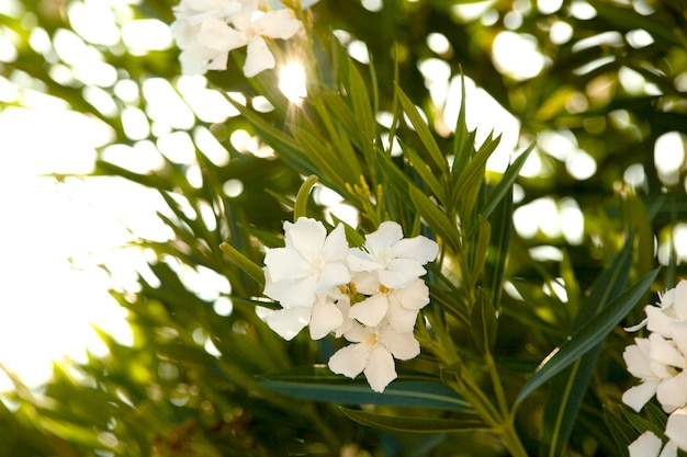 Délicat laurier-rose à poison blanc avec des feuilles vertes avec des aperçus de soleil Été Monténégro