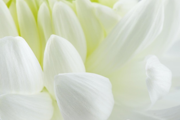 délicat pétales de chrysanthème blanc fond floral place pour le texte