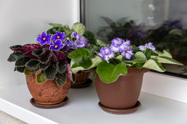 Délicat Saintpaulias bleu fleurissant dans des pots sur le rebord de la fenêtre Fleurs d'accueil Passe-temps Floriculture