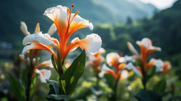 La délicate fleur d'orange devant les majestueuses montagnes