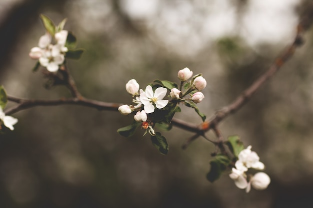 Délicate fleur de pommier blanc dans le jardin de printemps