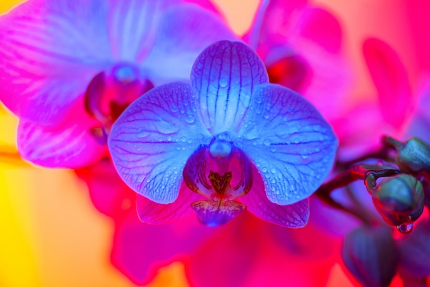 Délicate orchidée rose avec des gouttes de rosée gros plan sur fond bleu clair