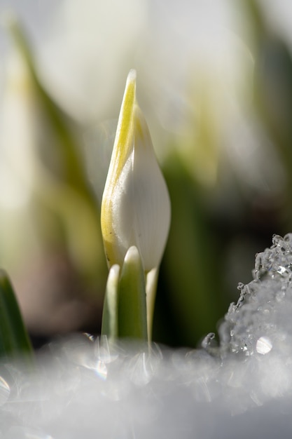 Delicate Snowdrop Galanthus nivalis avec bourgeons non soufflés dans la neige en journée ensoleillée, macro shot