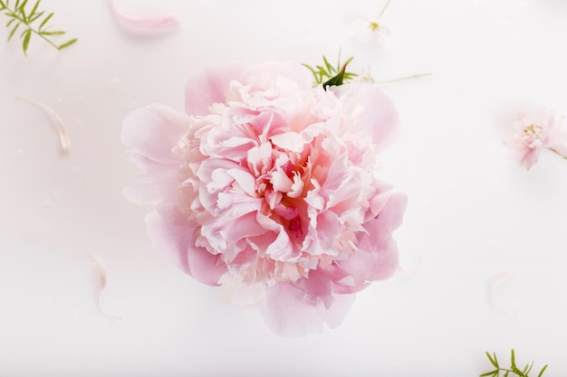 Délicates belles fleurs de pivoine rose avec des pétales sur une table blanche avec espace de copie pour votre texte vue de dessus et style plat Espace de copie Anniversaire Mères Saint Valentin Concept de jour de mariage des femmes