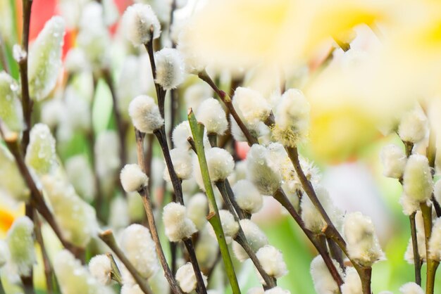 De délicates brindilles de saule vulgaire avec des bourgeons duveteux