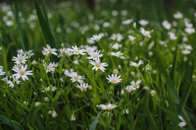 De délicates fleurs blanches poussent dans l'herbe