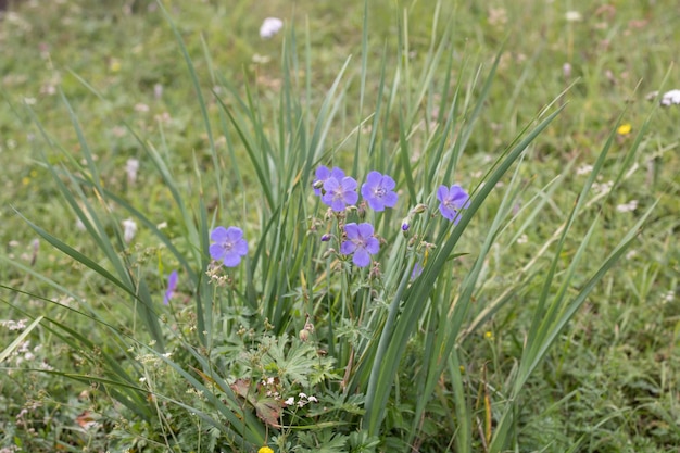 Délicates fleurs bleues sauvages sur un fond naturel vert