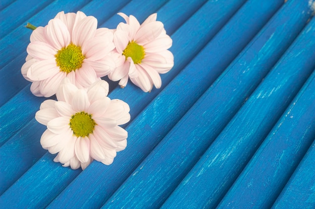 délicates fleurs de chrysanthème rose sur un fond de bois