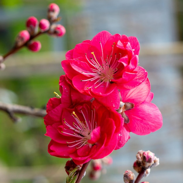 Photo délicates fleurs de pêche ou de nectarine assez lumineuses au printemps