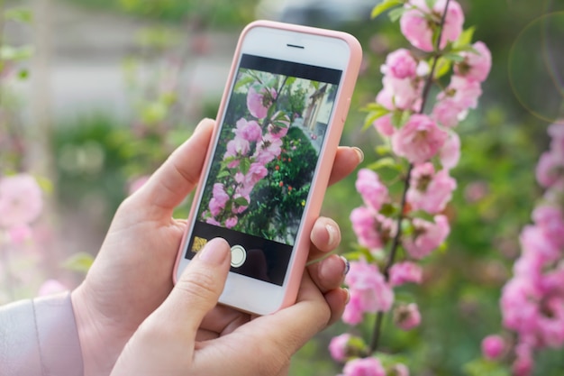 De délicates mains féminines prennent une photo sur le téléphone des belles fleurs