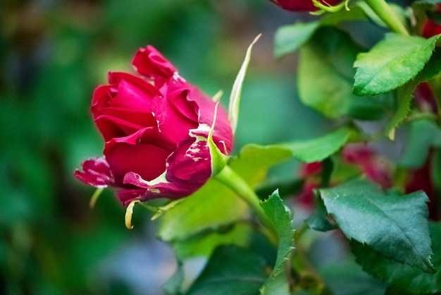 Délicates roses rouges parfumées sur des buissons luxuriants dans le jardin