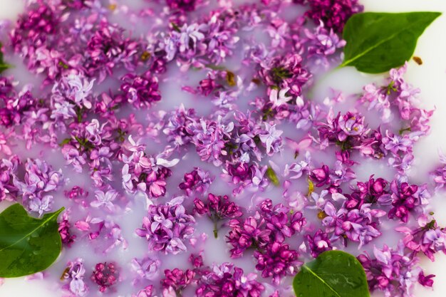 Délicats pétales de lilas en gros plan de lait