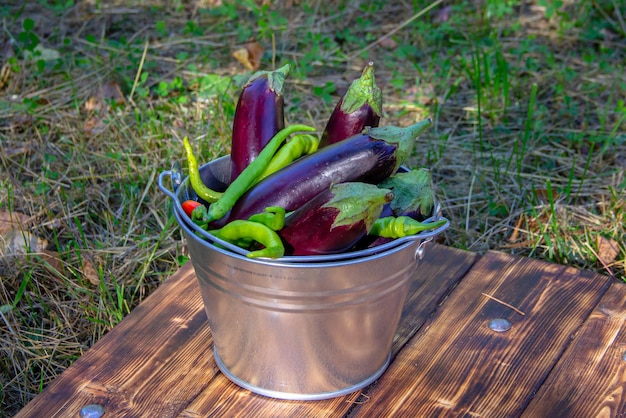 Délicieuses aubergines mûres et piments verts chauds dans une belle nature morte sur l'herbe pliée dans un seau en fer et sur une planche en bois Belle lumière du coucher du soleil