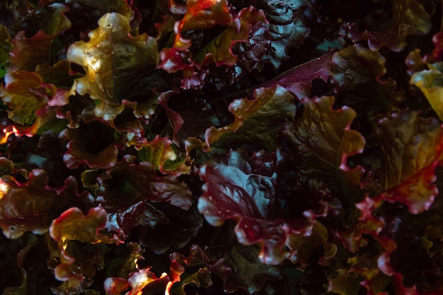 Photo délicieuses feuilles de laitue fraîche dans le jardin d'été