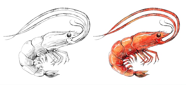 Délicieuses grandes crevettes océaniques dessinées à la main