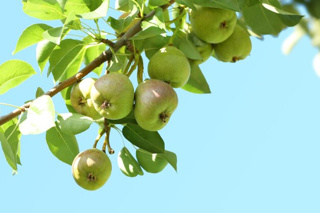 De délicieuses poires sur une branche dans le jardin