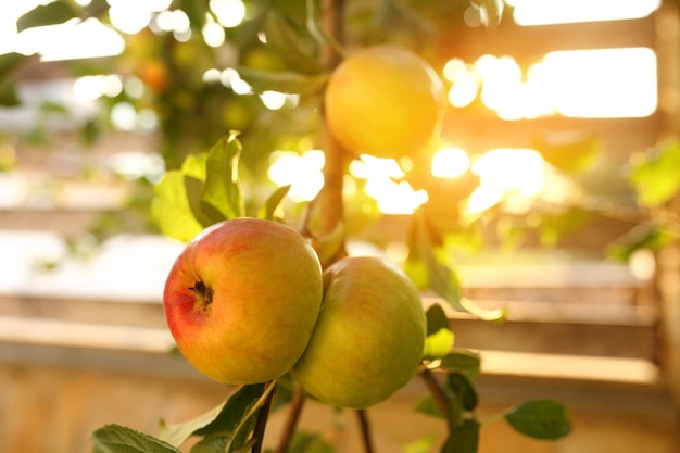 De délicieuses pommes brillantes suspendues à un arbre