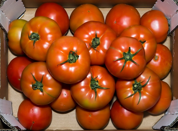 Délicieuses tomates rouges, plateau de ferme d'été.