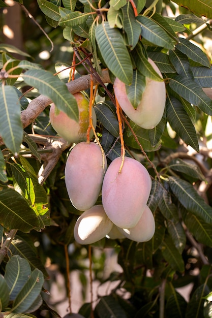 Photo délicieux fruit de mangue crue dans un arbre