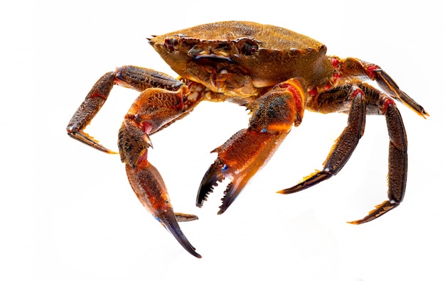 Délicieux fruits de mer du golfe de Gascogne et de l'Atlantique