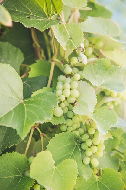 Délicieux raisins blancs mûrs pendant une journée ensoleillée