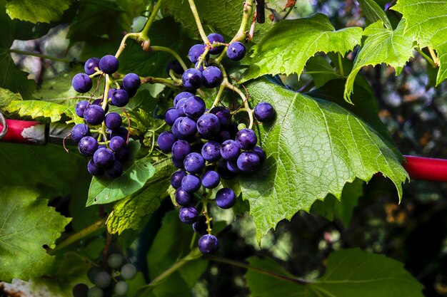 De délicieux raisins sur une branche verte dans le jardin