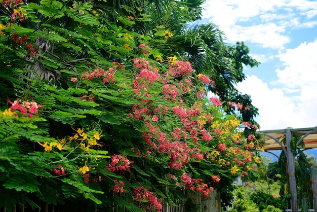 Delonix regia ou flame tree qui pousse à Nha Trang Vietnam