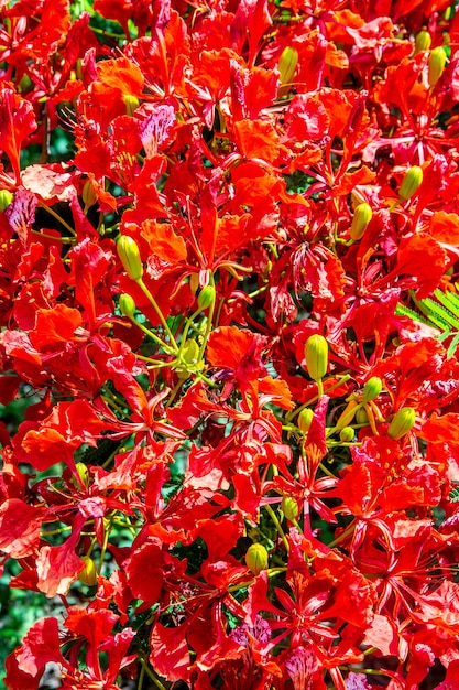 Delonix regia. Fragment d'une couronne florissante d'un arbre. Fermer. Brésil. Pantanal. Amérique du Sud.