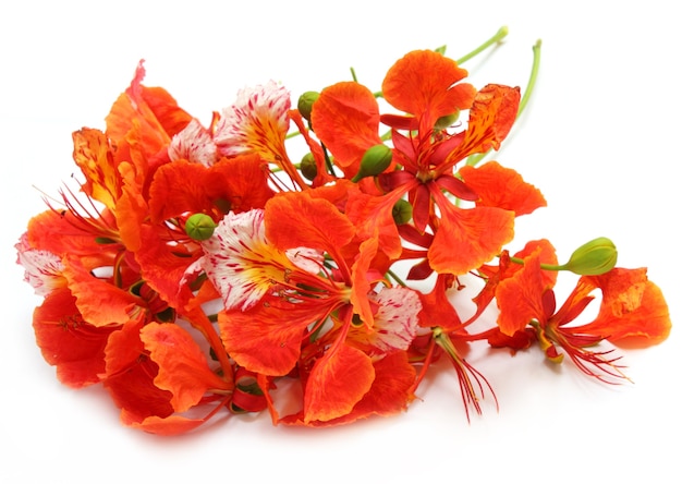 Delonix regia ou Krishnachura sur fond blanc