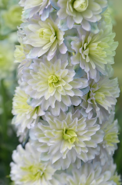 Delphinium clair de lune