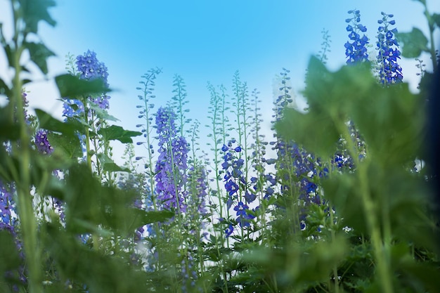 Delphinium dans le jardin Fleur de delphinium bleu comme joli fond naturel