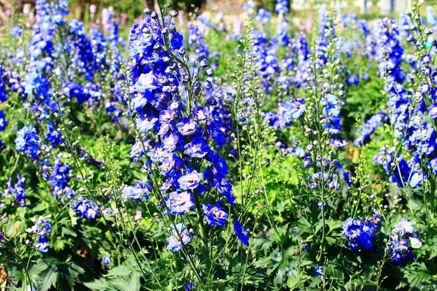 DelphiniumBougie DelphiniumEnglish LarkspurTall Larkspur flowers field