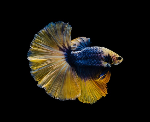 Demi-lune jaune et bleu Betta splendens poisson poisson combattant siamois sur fond noir