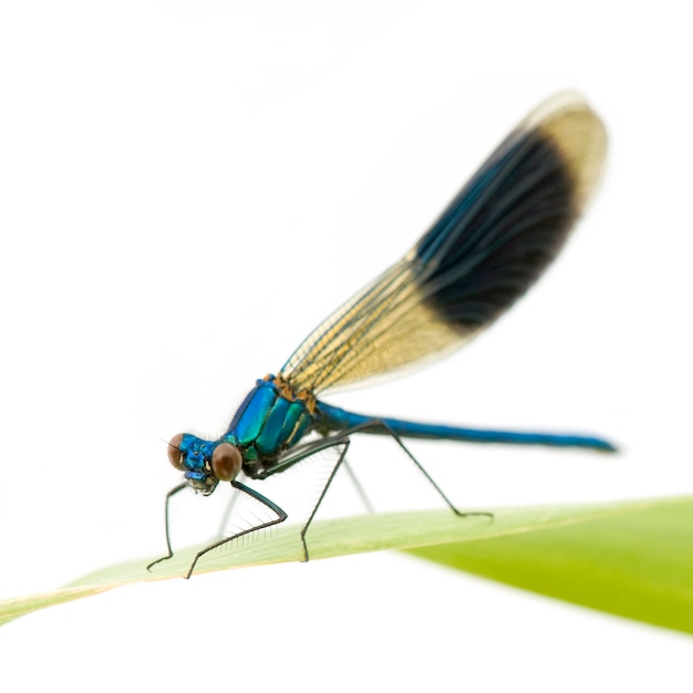 Demoiselle baguée sur un blanc isolé