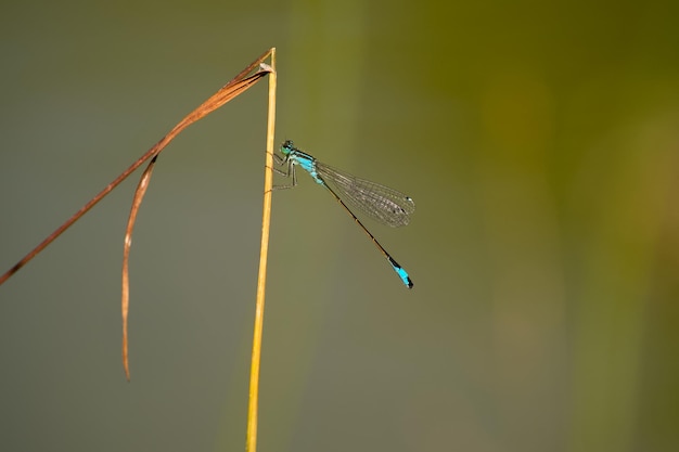 demoiselle bleue sur l'herbe