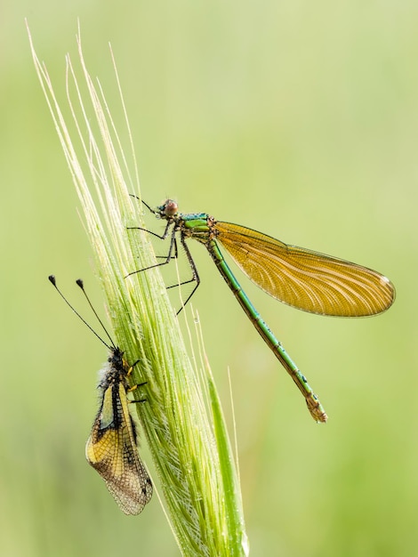 Demoiselle couverte de gouttes de rosée