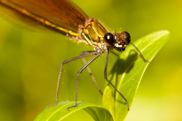 Demoiselle en cuivre