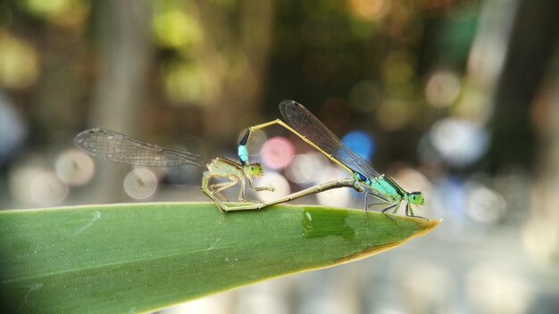 Demoiselle