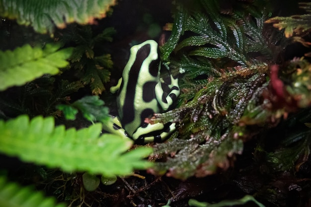 Dendrobates auratus Grenouille venimeuse verte et noire parmi les feuilles vertes