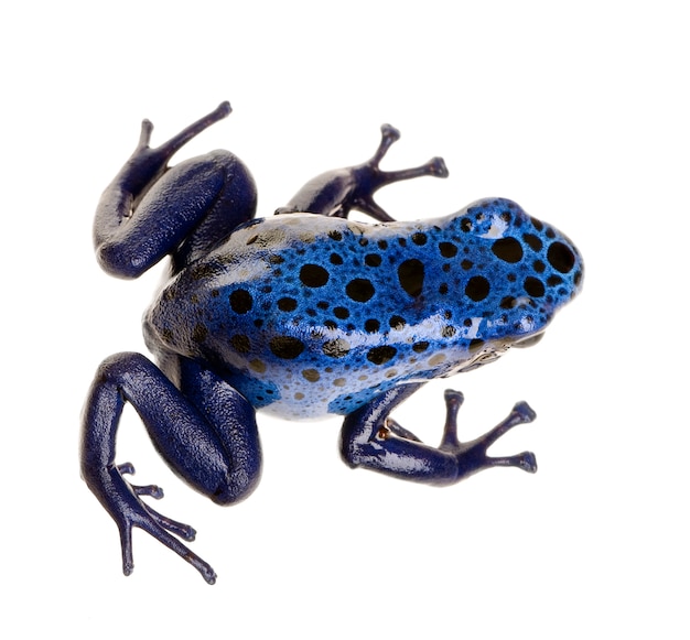 Dendrobates azureus sur un blanc isolé