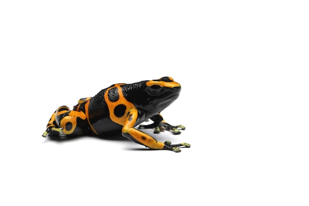 Dendrobates leucomelas gros plan sur fond isolé