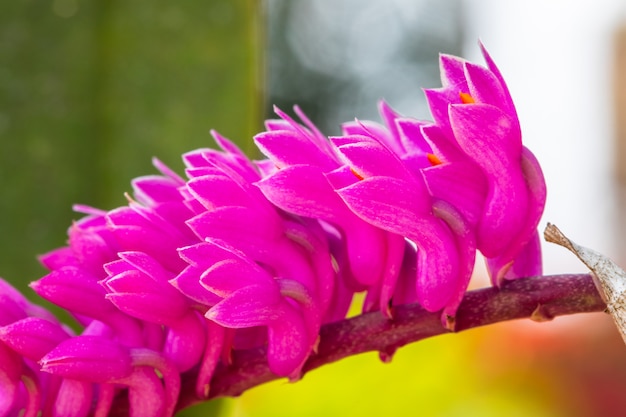 Dendrobium secundum, belle orchidée sauvage en saison estivale.