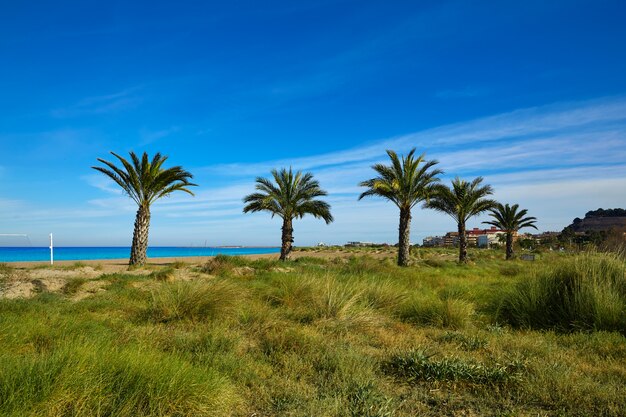 Denia Las Marinas palmiers de plage en Espagne