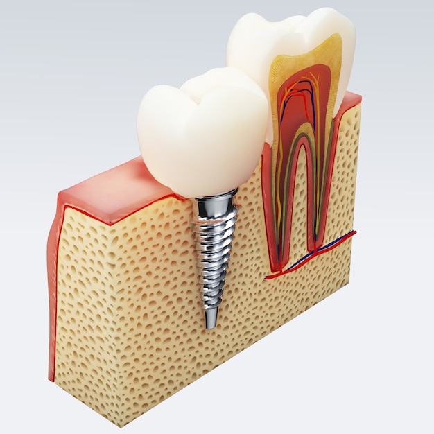 Dent humaine. Illustration numérique de la section transversale des dents en isolé. Rendu 3D