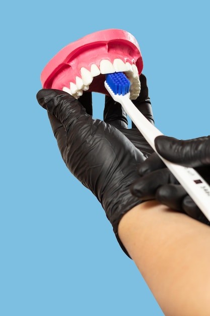 Dentiste avec brosse à dents et disposition de la mâchoire humaine