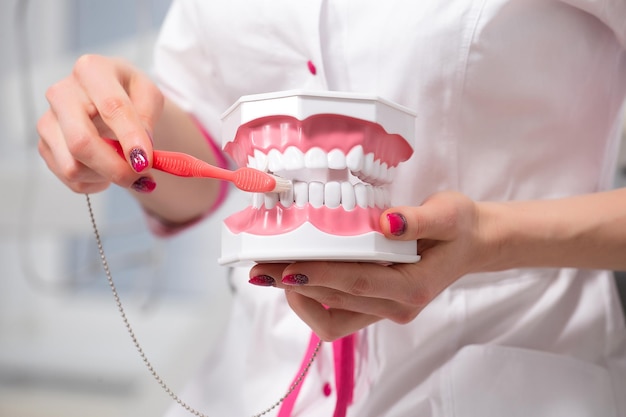 Dentiste femme avec des gants montrant sur un modèle de mâchoire comment nettoyer les dents avec une brosse à dents correctement et à droite