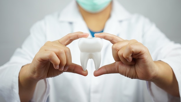 Dentiste femme tenant le modèle de la dent.