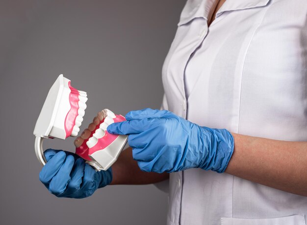 Dentiste avec modèle de mâchoire de dents à la main Concept de dentisterie et de stomatologie