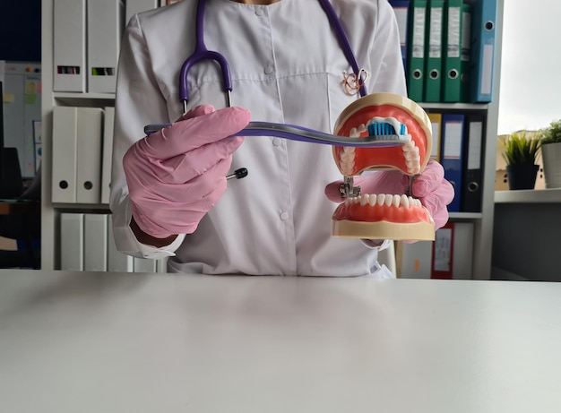 Un dentiste montre comment se brosser correctement les dents sur une maquette de mâchoire en gros plan