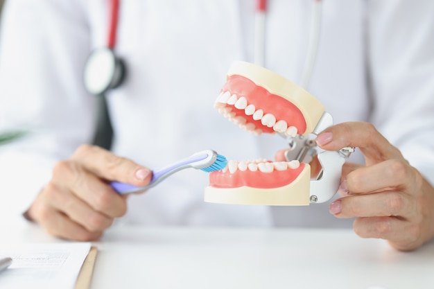 Le dentiste montre l'exactitude du nettoyage des dents sur le concept d'hygiène buccale de la mâchoire artificielle